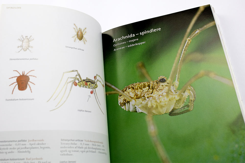 Billeder fra Insekter i Danmark