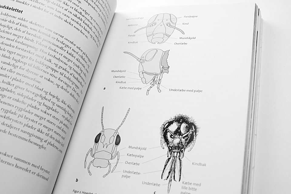 Illustrationer fra Insekter i Danmark