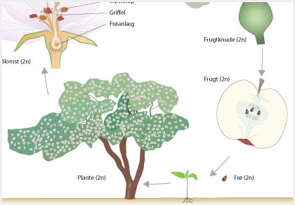 Illustrationer til bogen Biologi i focus